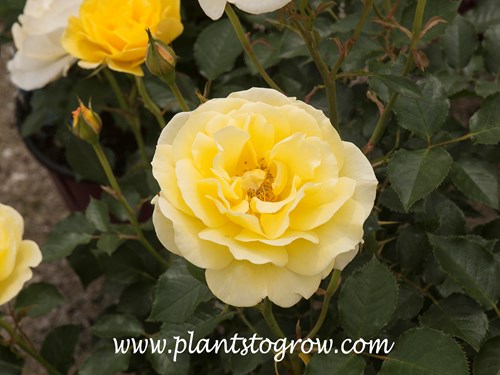 Yellow Submarine Rose (Rosa) 
 In this image the plant has dark, yellow, light yellow and white flowers all at the same time.